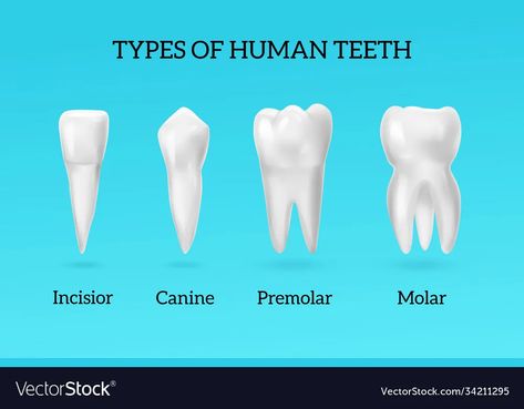 Realistic teeth types set vector image Canine Teeth Human, Canine Teeth Human Aesthetic, Incisors Teeth, Teeth Projects For Kids, Premolar Teeth, Different Types Of Teeth, Teeth Types, Types Of Teeth, Teeth Diagram