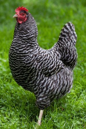 Barred Plymouth Rock Chickens, Barred Rock Chickens, Best Laying Chickens, Plymouth Rock Chicken, Laying Chickens Breeds, Barred Rock, Laying Chickens, Best Egg Laying Chickens, Day Old Chicks