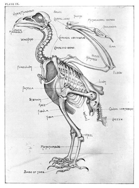 Eagle Skeleton, Bird Skeleton, Skeleton Photo, Bird Bones, Skeleton Anatomy, Skeleton Drawings, Animal Skeletons, Crow Bird, Animal Anatomy