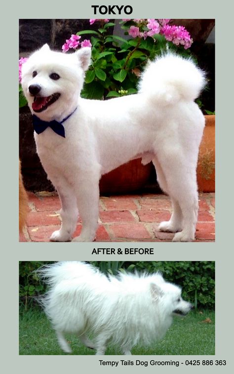 Tokyo Japanese Spitz Dog, Dog Remedies, Spitz Dogs, Japanese Spitz, Dog Haircuts, Little Critter, Best Dogs, Cute Dogs, Tokyo