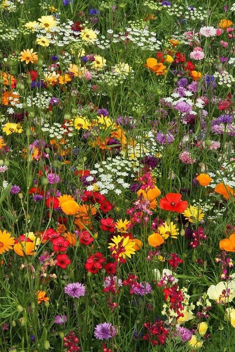 #nature #motherearth #earth #naturelovers #greenery #cottagecore #plants #flowers Country Cottage Living, Wild Flower Meadow, Spring Images, Nothing But Flowers, Wildflower Garden, Flower Therapy, Pretty Plants, Cottage Living, Nature Aesthetic