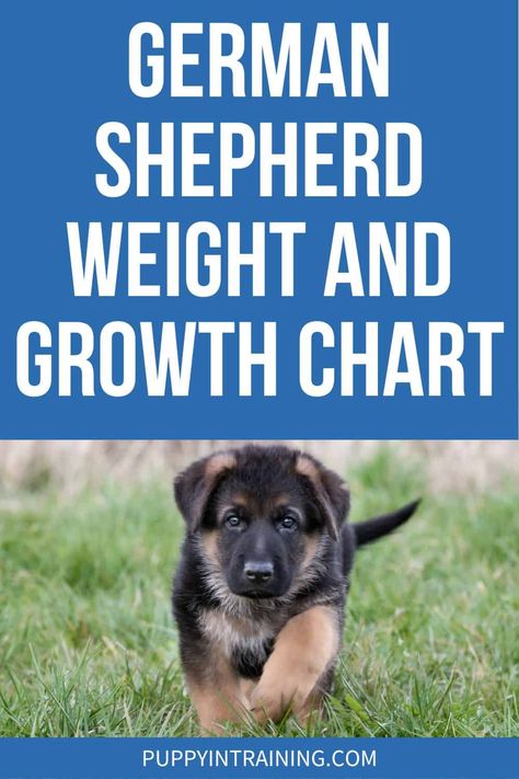 German Shepherd Weight and Growth Chart - Puppy In Training Training German Shepherd Puppies, German Shepard Training, Dog Weight Chart, German Shepherd Puppy Training, Puppy Growth Chart, German Shepherd Care, Black German Shepherd Puppies, Baby German Shepherds, German Shepherd Puppies Training