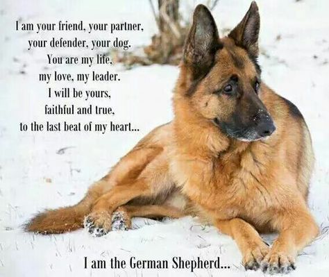 Most Loyal Dogs Ever <3 Definitely describes Our Rodman (aka Manny Man) <3 German Shepherd Quotes Loyalty, Shepherd Quotes, German Shepherd Quotes, Quotes Loyalty, Blue Heelers, Dog German, Wild Kingdom, Dog Pics, Animals Pictures