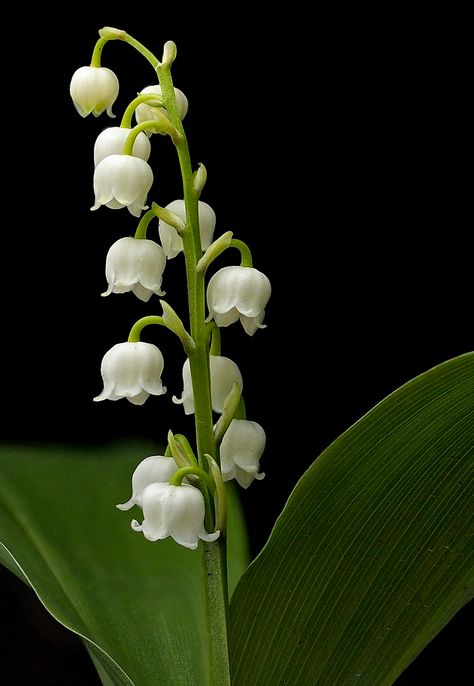 Lily Of The Valley Flowers, Valley Flowers, Fleur Design, Hello May, Fotografi Potret, Lily Of The Valley, Flower Pictures, Chrysanthemum, Anemone