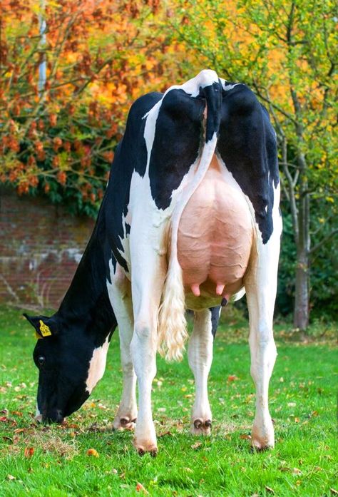 Cows And Calves, Cow Holstein, Gado Leiteiro, White Cows, Animal Poses, Show Cows, Animal Inspiration, Holstein Cows, Dairy Cow