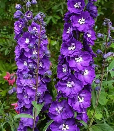 Perennials & Biennials Purple Snapdragon, Delphinium Grandiflorum, Purple Flowers Garden, Delphinium Flowers, Potted Plants Outdoor, Lavender Garden, Purple Garden, Garden Deco, Blooming Plants