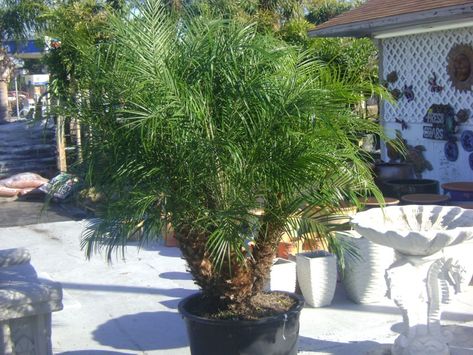 Robellini Palm Trees In Landscaping, Pygmy Date Palm, Robellini Palm, Phoenix Roebelenii, Landscaping Florida, Date Palm, Ground Covering, Plant Catalogs, Landscaping Supplies