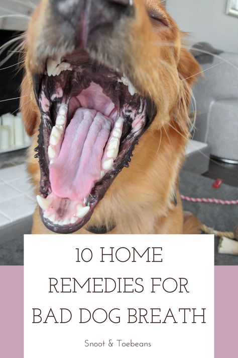 Dog Bad Breath Remedy, Dog Breath Remedy, Bad Dog Breath, Smelly Dog, Bad Breath Remedy, Dog Remedies, Dog Breath, Dog Health Tips, Dog Care Tips