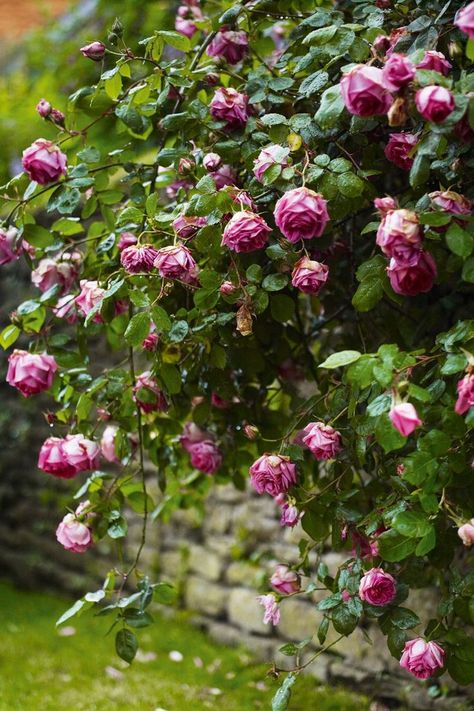 English Garden Ideas Gardening Beginners, Arne Maynard, Tattoo Plant, English Gardens, Longwood Gardens, Grey Gardens, Pink Garden, Romantic Garden, Growing Herbs