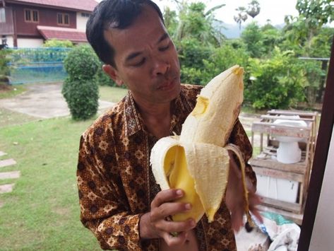 25 Unexpected Things You Can Only See in Thailand Healthy Food Myths, Bonsai Fruit Tree, Giant Vegetable, Banana Seeds, Food Myths, Banana Fruit, Banana Plants, Exotic Fruit, Organic Vegetables