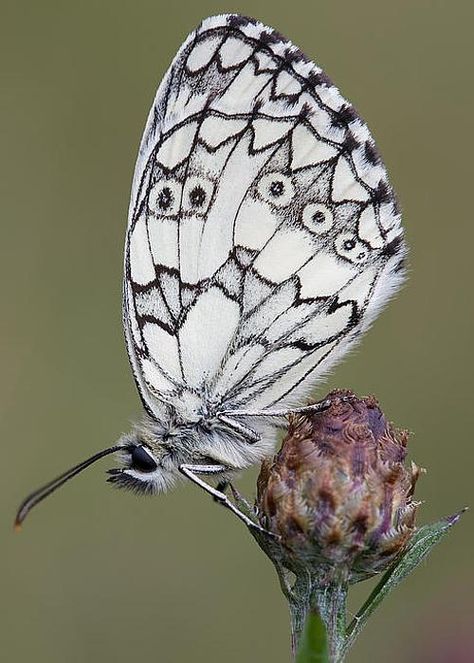 White Buterfluffy, Glasswinged Butterflies, Butterfly Bedding, Dragonfly Insect, Feather Tattoo Design, Butterfly Artwork, Moth Caterpillar, Stained Glass Butterfly, Abstract Flower Art