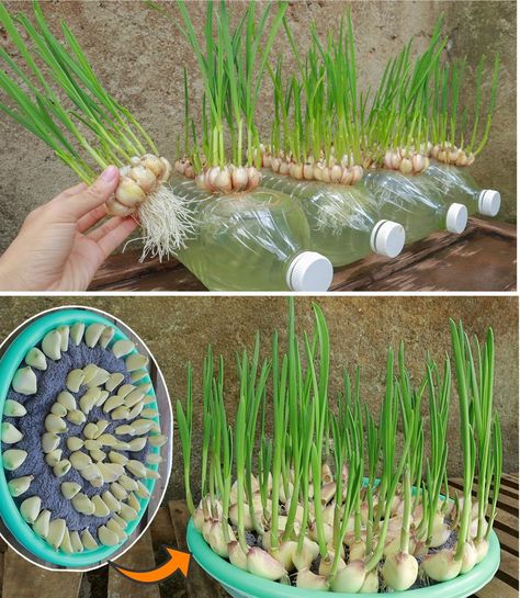 How to grow ginger, garlic and... - Green garden hacks Grow Garlic In Water, Growing Garlic From Cloves, Garlic Shoots, Grow Garlic, Growing Ginger, Planting Garlic, Tattoo Plant, Garlic Uses, Growing Garlic