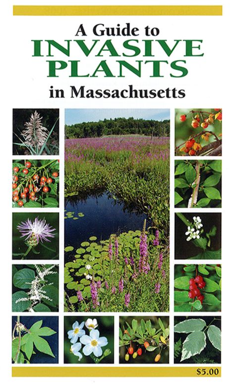 MassWildlife Publications | Mass.gov Native Plant Landscaping, Nature Themed Gifts, Creative Gardening Ideas, List Of Birds, Plant Journal, The Virgin Islands, Invasive Plants, Natural Heritage, Vascular Plant