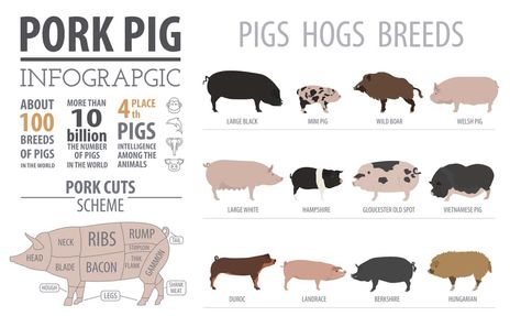 Duroc Pigs: Breed info, Lifespan, & Characteristics Hampshire Pig, Pigs Farm, Berkshire Pigs, Livestock Judging, Pig Showing, Raising Pigs, Pig Breeds, Pig Care, Raising Farm Animals