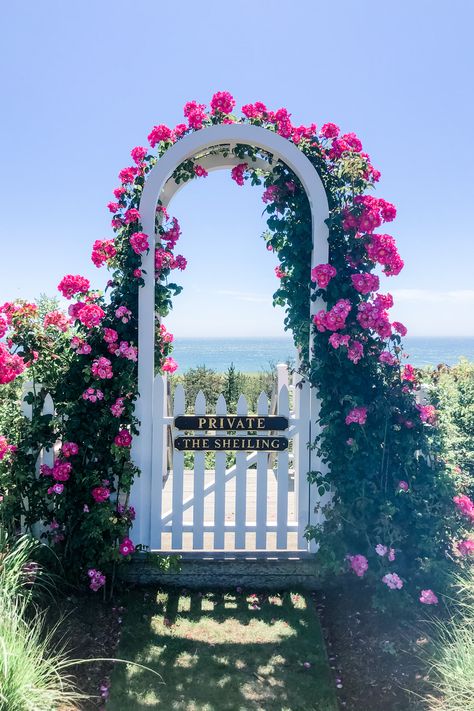 This was one of my favorite Nantucket scenes to paint in watercolor. If you haven't seen this gorgeous rose arbor in Sconset, be sure to check it out! Nantucket Painting, Nantucket Watercolor, Nantucket Photos, Nantucket Hydrangea, Flower Archway, Scenes To Paint, Rose Arbor, Hydrangea Painting, Nantucket Island