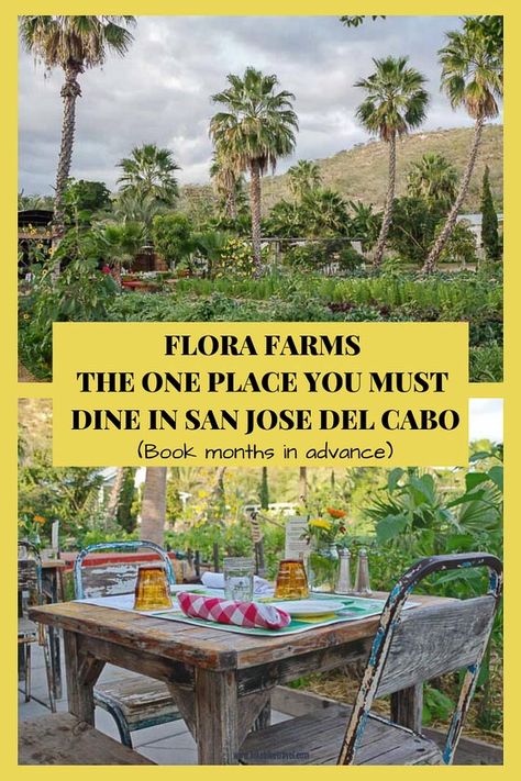 Dining at Flora Farms in San Jose del Cabo, Mexico is a treat - and its way more than a restaurant. Check out shops, grocery store, coffee shop, wine bar - enjoy live music, incredible food Adam Levine got married here #FloraFarms #Cabo #SanJosedelCabo #Mexico #restaurants #healthy #creative San Jose Del Cabo Restaurants, Flora Farms Cabo, Cabo Restaurants, Cabo Trip, San Jose Del Cabo Mexico, Cabo Wabo, Mexico Restaurants, Cabo Vacation, Uganda Travel