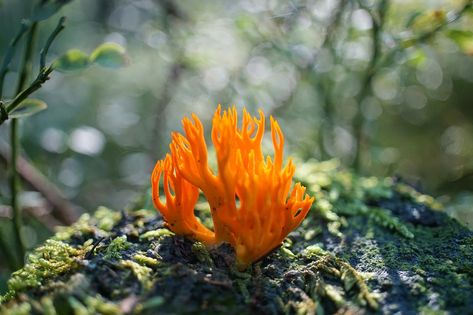 Goatee, Mushroom, Coral-Like, Forest, Golden Coral Coral Mushroom, Fungi Kingdom, Mushroom Coral, Edible Mushrooms, Clean Cooking, Mushroom Fungi, Dry Well, Wild Edibles, Mushroom Design