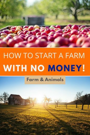 How To Start A Homestead With No Money, Make Money Farming, How To Start A Small Homestead, Agriculture Ideas Small Farm, Start A Farm Business, How To Start Farming, How To Start A Small Farm, How To Start A Farm Business, Starting A Farm Homesteading