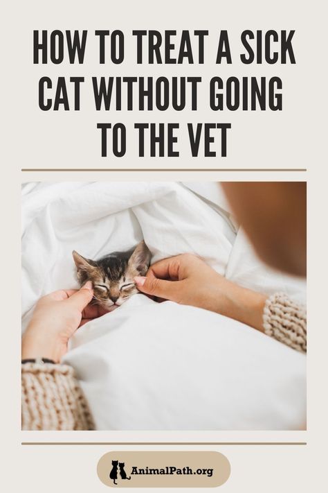 Cat Wounds, Cat Remedies, Sick Kitten, Cat Throwing Up, Cat Sneezing, Cat Cold, Cat Medicine, Cat Diseases, Cat Illnesses