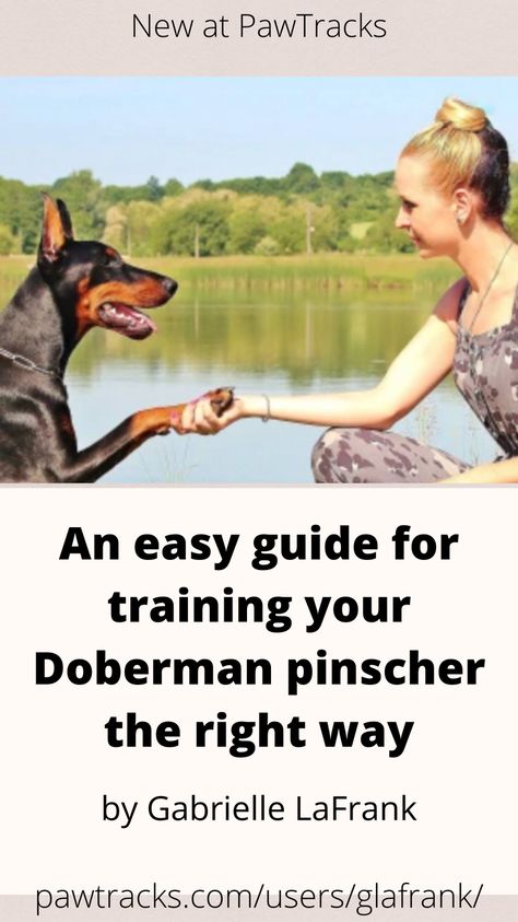 Training your Doberman pinscher might seem intimidating — they are a smart and active breed, after all. The truth is, though, that Dobies are incredibly eager to please, so you’re likely to have a dog who’s even more excited to learn than you are. Just don’t forget the treat bag! Doberman Pinscher Training, How To Train A Doberman Puppy, Doberman Puppy Training, Dog Recall, Doberman Training, Black Doberman, Doberman Pinscher Puppy, Doberman Puppy, Doberman Dogs