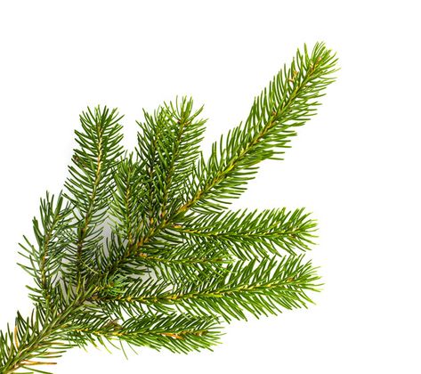 Tree Borders, Forest Designs, Fur Tree, Finches Bird, Pine Leaf, Pine Trees Forest, Forest Plants, Christmas Tree Branches, Conifer Trees