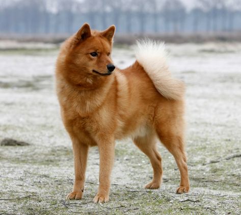 Finish Spitz Dogs, Finish Spitz, Spitz Dog, Finnish Spitz, Stop Dog Barking, Spitz Dogs, Dog Breeds List, Pack Leader, Bear Dog