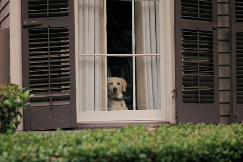 Looking out the window Pets Photography, Dog Waiting, Dog Pets, Photography Canon, Looking Out The Window, Look At The Sky, Baby Tattoos, Window View, Bear Art