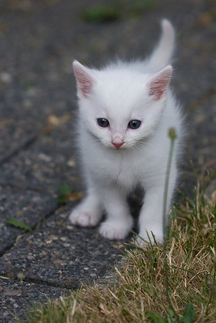 looks like my maci when she was a baby White Kitten, Kitty Stuff, Siamese Kittens, Image Chat, Adorable Kitten, Animale Rare, White Kittens, Kittens And Puppies, Baby Kittens