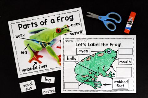 Frog Unit Study, Frogs Preschool, Oviparous Animals, Frog Facts, Frog Activities, Pond Animals, Insects Preschool, Summer Homeschool, Early Science