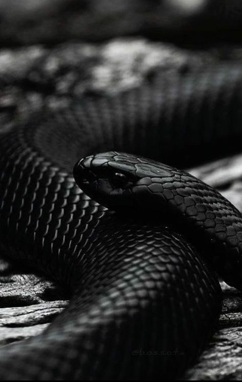 Black Glitter Wallpapers, Black Mamba Snake, Ashtar Command, Danger Noodles, Deadly Animals, Snake Wallpaper, Cute Snake, Beautiful Snakes, Snake Art