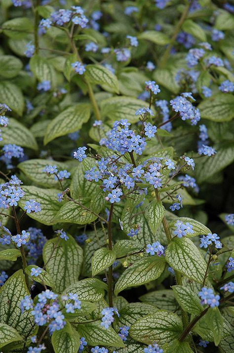 Farm Greenhouse, Brunnera Macrophylla, Green Veins, Ground Covers, Landscape Plants, Herbaceous Perennials, Vegetable Garden Design, White Eyes, Language Of Flowers