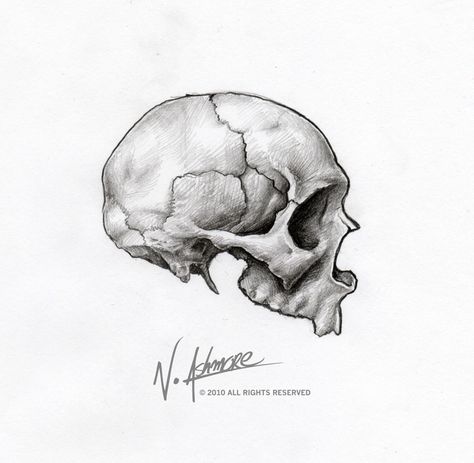 https://flic.kr/p/8BQnN4 | skull-sketch-side-view Side Skull Tattoo, Skull Side View Drawing, Skull Side View, Side View Drawing, Chameleon Art, Cars Coloring, Skull Reference, Half Skull, Skull Sketch