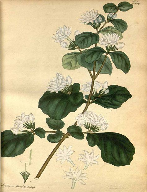 Jasminum Sambac, Indian Jasmine, Cushion Cover Designs, Watercolor Sketching And Journaling, Old Book Pages, Plant Pictures, High Art, Old Book, Art Clipart