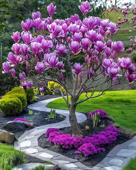 Saucer Magnolia, Large Backyard Landscaping, Magnolia Tree, Japanese Garden Design, English Cottage Garden, Home Vegetable Garden, Backyard Garden Design, Garden Landscape Design, Outdoor Decor Backyard