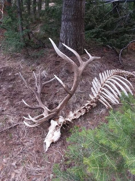 Animal Skeleton, Animal Skeletons, Wildlife Pictures, Vulture Culture, Elk Hunting, Deer Skulls, Animal Bones, Animal Skulls, Skull And Bones