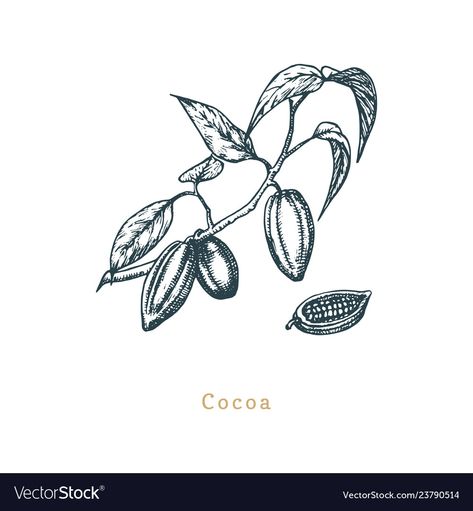 Cacao Flower Tattoo, Coco Bean Tattoo, Cocoa Plant Illustration, Cocoa Bean Tattoo, Cacao Bean Illustration, Cocoa Tattoo, Chocolate Tattoo, Scissor Tattoo, Bean Tattoo