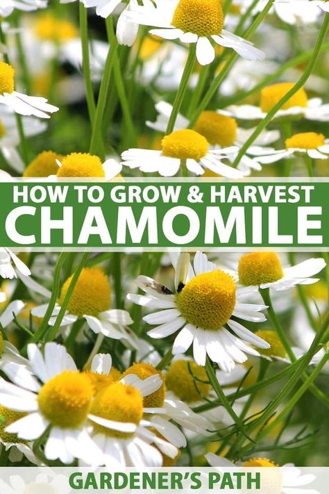 Are you looking for the perfect dual-use flowering plant that can provide beautiful blooms and can be harvested for tasty herbal tea? Try growing your own chamomile! These white and yellow flowers are perfect for the cottage garden look and can be grown as a mass planting, as borders, or in a favorite spot in your kitchen herb garden. Want to know how? Look no further than Gardener’s Path Chamomile Growing Guide. #chamomile #herbaltea #medicinalplants #gardnerspath Grow Chamomile, Chamomile Growing, Chamomile Plant, Herb Garden In Kitchen, Herb Garden Design, Beautiful Flowers Garden, Tea Garden, Chamomile Flowers, Growing Herbs