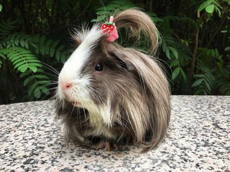 Long-haired-guinea-pigs Majestic Hair, Guinea Pig Breeding, Guinea Pigs Funny, Baby Guinea Pigs, Pet Guinea Pigs, Guinea Pig Toys, Guinea Pig Care, Cute Guinea Pigs, Pig Farming