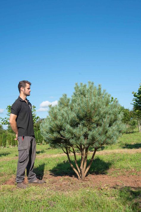 Pinus sylvestris 'Watereri' - New Wood Trees Pinus Sylvestris Watereri, Shakespeare Garden, Coppery Red, Pinus Sylvestris, Wood Trees, South Devon, Specimen Trees, Raised Planter, Wood Tree