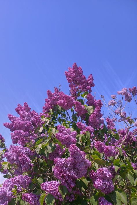 #lilac#flowers Lilac Field, Lilac Flowers, My Flower, Lilac, Purple, Flowers, Floral