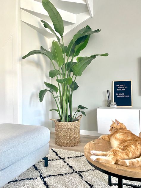 Strelitzia Nicolai, Plants And Cats Aesthetic, Small Home