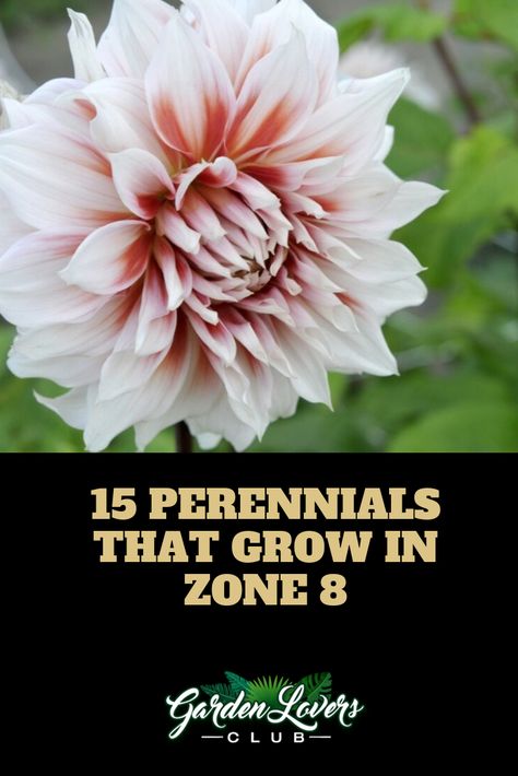 15 Perennials that Grow in Zone 8 Plants For 8b Zone, Zone 8 Plants Full Sun, Zone 8 Gardening Flower, Zone 8 Shade Plants, Zone 8 Flower Planting Schedule, Zone 8 Full Sun Landscaping, Texas Gardening Zone 8b, 7b Zone Plants, Perrenial Planters