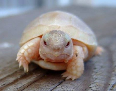 baby albino tortoise (hehe thanks @Amanda Woodrum , just what I needed for my zoo :) ) Nosara, Albino Animals, Tortoise Turtle, Turtle Love, Cute Turtles, Baby Turtles, A Turtle, Reptiles And Amphibians, Amphibians