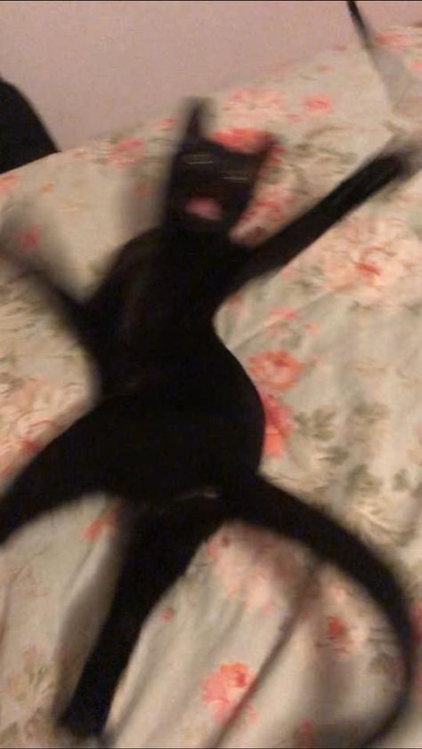 Funny Blurry Pics, Blurry Cat Aesthetic, Blurry Cat Pics, Blurry Profile Pics, Black Aesthetic Mirror Selfie, Blurry Cat, Chaotic Pictures, Picture Of A Cat, Goblin Mode