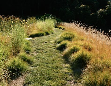 California Meadow Garden, Carex Pansa Lawn, Pennsylvania Sedge Lawn, Buffalo Grass Landscaping, Green Backyard Landscaping, Lawn Replacement, Grass Landscaping, Grass Meadow, Grass Garden