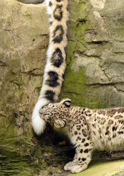 Exotic Cats, Pretty Animals, Silly Animals, Cute Wild Animals, The Zoo, Snow Leopard, Silly Cats, Cute Creatures, Cute Little Animals