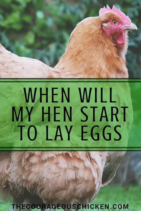 Chicken Egg Laying, Chicken Hacks, Chicken Business, Raising Turkeys, Urban Chicken Farming, Baby Chicks Raising, Paying Rent, Chicken Incubator, Laying Chickens