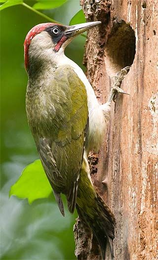 euro green Tree Hole, Green Woodpecker, Spotted Woodpecker, British Birds, World Birds, Modern Birds, Bird Boxes, Nature Birds, Pretty Birds