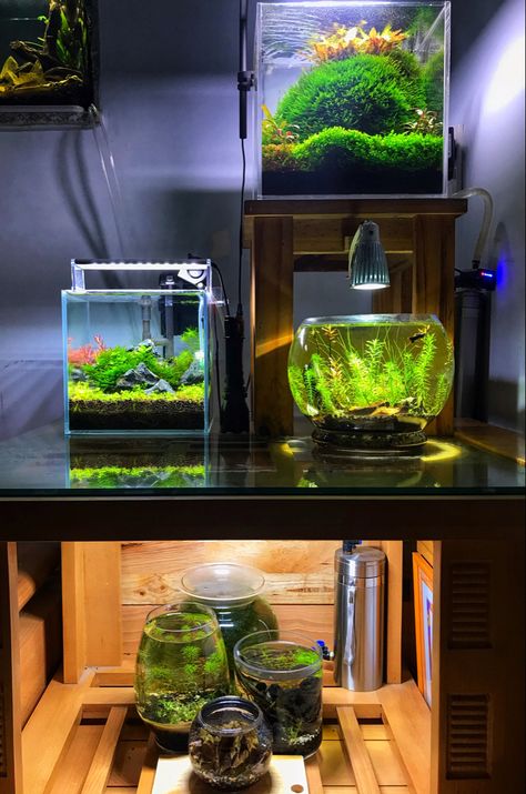 Nano Pond, Aquarium Room, Plant Aquarium, Aqua Scape, Aqua Tank, Fish Tank Themes, Aquarium Garden, Tank Terrarium, Fish Tank Terrarium