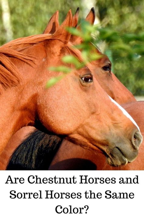 Are there differences between a chestnut and sorrel horse? #sorrel,#chestnut,#horse Sorrel Horse, Chestnut Horses, Different Horse Breeds, Horse Riding Quotes, Riding Quotes, Horse Facts, Horse Care Tips, Equestrian Problems, Horse Training Tips